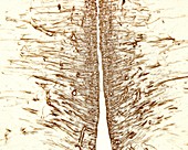 Tanycytes, light micrograph