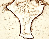 Brain third ventricle, light micrograph