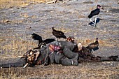 Vultures feeding on dead elephant