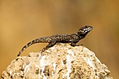 Roughtail rock agama
