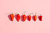 Six fresh red chilli peppers on a pink surface