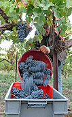 Harvesting red grapes