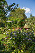 Staudenbeet im Spätsommer mit Aster, Knöterich und Hortensie, Pergola mit Trompetenwinde