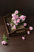 Pink asters on antique wooden tray