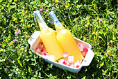 Limonadenflaschen auf fruchtigen Eiswürfeln