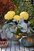 Deko-Chrysantheme 'Alpaga', Kreuzkraut 'Angel Wings', Stacheldrahtpflanze und Hornveilchen