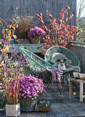 Herbstbalkon mit Chrysanthemen, Liebesperlenstrauch, Schneeball und Gräsern, Hund Zula kuschelt auf Fell im Sessel