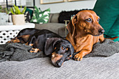 Two dachshunds on blanket on sofa