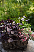 Basket planted with oxalis, saxifrage and Australian violets