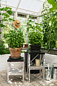 Potted basil on plant stands in sunny greenhouse