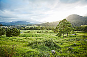 Landscape with green meadow, trees and hills