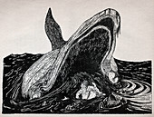 How the Whale got his Throat, illustration