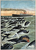 Whale pod attacking ship, illustration