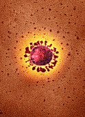 Covid-19 coronavirus, TEM