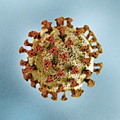 Coronavirus particle, illustration