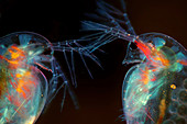 Daphnia water fleas, polarised light micrograph