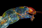 Diptera larva, polarised light micrograph
