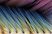 Mayfly larva caudal filament, light micrograph