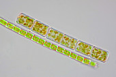 Diatoms and filamentous green algae, light micrograph