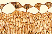 Pepper internal layer, light micrograph