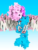 PAR1 receptor bound to anti-platelet drug, molecular model
