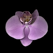 Moth orchid (Phalaenopsis sp.) flower