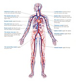 Human circulatory system, illustration