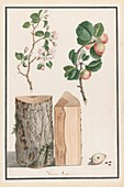 Wild apple tree, 18th-century botanical illustration