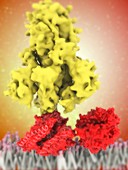 Covid-19 coronavirus protein and receptor, illustration