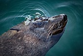 South African fur seal surfacing