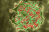 Covid-19 coronavirus, TEM