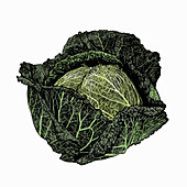 Savoy cabbage, illustration