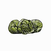Brussels sprouts, illustration