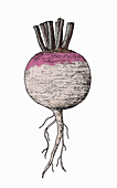 Beetroot, illustration