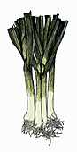 Bunch of leeks, illustration