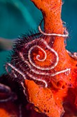 Dark red-spined brittlestar on coral, Bali, Indonesia
