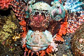 Tasseled scorpionfish on reef, Bali, Indonesia
