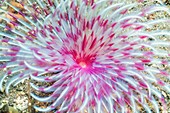 Feather duster worm on seabed, Bali, Indonesia