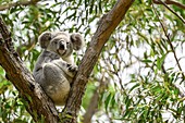Koala in tree, Brisbane, Australia
