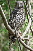 Powerful owl, Brisbane, Australia
