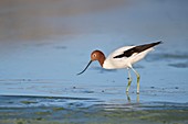 Red-necked avocet