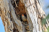 Zebra finch