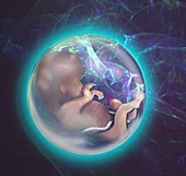 Developing human foetus, illustration