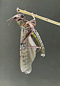 Locust from swarm in Palestine in 1915