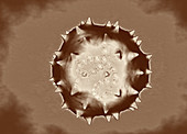 Nodamura virus, illustration
