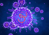 Human parainfluenza viruses, illustration