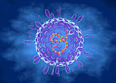 Human parainfluenza virus, illustration