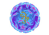 Polio virus, illustration