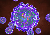 Sindbis viruses, illustration