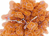 Coronavirus main protease and inhibitor, molecular model
